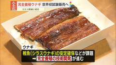 完全養殖ウナギ、世界初の試験販売が始まる