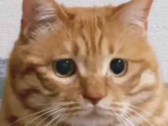 猫に「病院へ行くよ」と言ってみた → こんな顔になった…