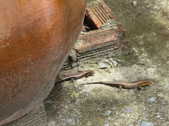 【悲報】お前ら、カナヘビが日本から居なくなったのは除虫剤で虫が減ったせいらしいぞ