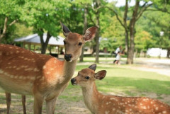 奈良公園のシカにも「マダニ」県も呼びかけ　ライム病にSFTS、山奥から市街地へ広がる「マダニリスク」をどう防ぐか