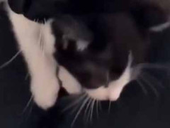 母猫が子猫を私の膝に乗せてきた。あとはお願いね → 母猫はこうなった…
