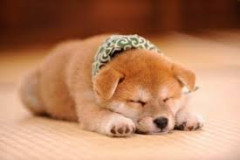 友人「犬を無視するなんて許せない。あなたは心がないの？」←そう言うお前の方がもっと心ないと思うんだが