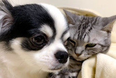 【🐶🐱】ペットの名前ランキング2026発表　犬＆猫の1位は「むぎ」