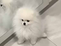 子犬が外へ出ないよう玄関にペットゲートを設置してみた。もっふん♪ → まだ早かったようです…