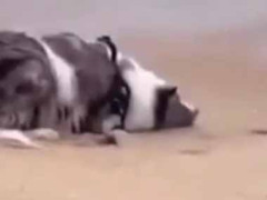 彼女と海にやってきた。砂浜でドキドキわくわく♪ → スリルな遊びはこちらです…