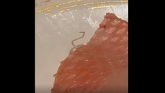 刺身から寄生虫アニサキスが出てくる映像に驚きの声！　海外の反応。