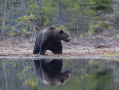 フィンランド人「世界の国獣でバトルしたら俺達のヒグマが優勝するよな？」