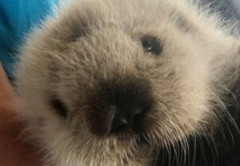 【動画】犬さん、ラッコに捕獲されてしまう・・・