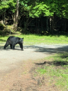 園内にもクマいるが…野生クマ目撃で富士サファリパークの一部アトラクションが休止　サファリゾーンは通常どおり営業