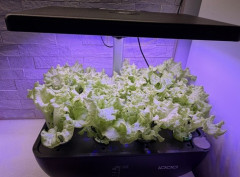 水耕栽培がクッソ楽しい件ｗクリーンな野菜が台所で爆誕してそれを食べられる喜びｗ（※画像あり）