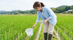 【朗報】この時期の田んぼで泳ぐの、ガチで気持ち良い