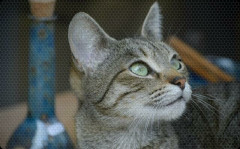 同棲してた彼女が突然「好きな人ができた」とメールしてきて、どうしても飼いたいといってプレゼントした猫を置いて音信不通になった。それから1年後…