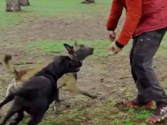 【これはスゴイ】 ２匹の犬が飼い主と一緒に動く。くるっと回ってピタっ！ → このシンクロ率です…