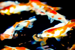 アクアリウムや爬虫類飼育最高なのになぜ流行らない？