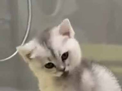 うちの水洗トイレは子猫用になりますた…
