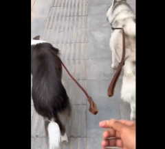 ボーダーコリーとハスキーの違い