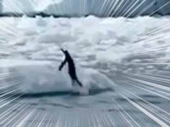 ペンギンが海の中から飛び出して次々と氷の上に着地する。ちょっ！ → みんなこうなった…