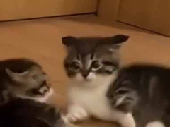 ケンカをしたらダメですか？ → むしろコレならいくらでもＯＫです…