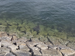 海見てたらエイいたｗｗｗ（※画像あり）
