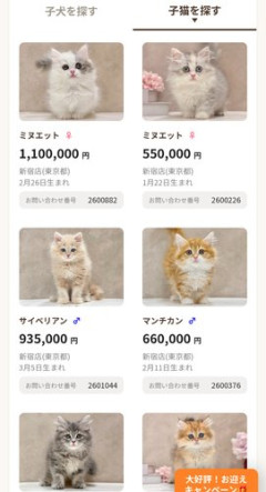 【悲報】東京のペットショップさん、猫が80万とかで売ってる・・・・・・・・・