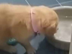 可愛い彼女が浴室にいた。水のたまった桶が置いてある → 彼女はこうなった…