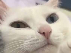 ネコは良いモノを手に入れた。これはたまらん♪ → 使いこなす猫はこちらです…