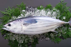 【豊漁】「鰹が獲れすぎて価格破壊」 高知県の鮮魚売り場に並んだ鰹1尾の価格に「羨ましい」