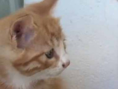 子ネコは上手に水が飲めない。ほら、こうするのよ → 教える母猫はこちらです…