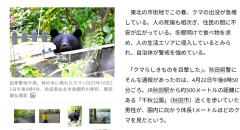 【悲報】クマ、去年の4倍