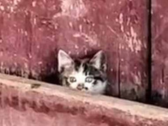 かわいい子が顔だけ出してこっちを見ていた → この破壊力です…