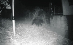 東京が「クマのホットスポット」になるのか…　住宅街近くに出没した「八王子の衝撃」で警戒レベルが急上昇