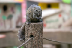 【画像】いい天気だからリス園にいったった🐿📸