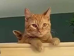 ネコを飼うとありがちなこと…