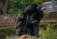 【悲報】クマ、去年の4倍・・・