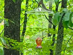 庭に鳥の餌台を吊るしていた。するするるる～♪ → 小さなイーサン・ハントが現れた…