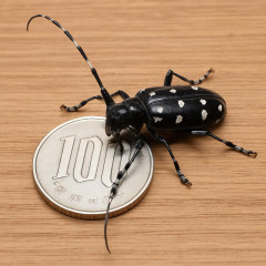 成虫1匹で現金100円…埼玉で“危険昆虫”駆除作戦スタート サクラやウメを枯らす特定外来生物クビアカツヤカミキリ   |  養殖されそう