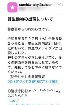 【東京23区で急増】墨田区でアライグマ出現！危険な病原体を媒介、専門家が警告する“驚きの繁殖力