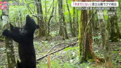 富士山麓でクマ続出“今までにない事態”独自コミュニティ形成「富士地域個体群」とは