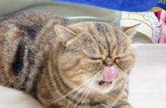 【凄すぎ】デカキンさん、日本ダービーで大当たり！今回も1000万円超ゲットしてしまうｗｗｗｗ
