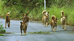 【動画】野犬の群れに襲われた男性、とんでもない方法で制圧