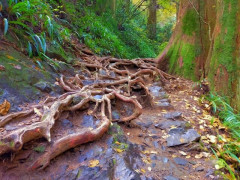会社で高尾山登らされるんだけどクマ出まくってる