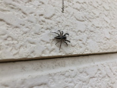 お前ら「虫」って殺せる？ 俺は殺せなくて窓開けて逃がしてる