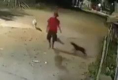 【動画あり】野犬の群れに襲われた男性、とんでもない方法で制圧してしまう・・・