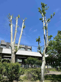 「寒々しい…」住民から不満続出　街路樹の“やりすぎ剪定”　行政はなぜ短く切りすぎるのか　「景観と涼しさを失う」