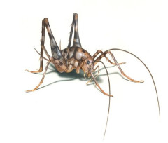【悲報】カマドウマとかいう、何も悪さもしないのに害虫扱いされる哀れな昆虫