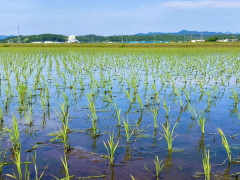 【朗報】この時期の田んぼで泳ぐの、ガチで気持ち良い