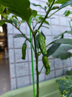 俺のプランター家庭菜園、デカくなってきた（※画像あり）