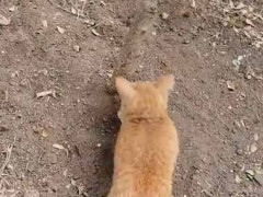 【孫子の兵法】 なんかケンカが始まりそうだ。戦わずして勝つのが最善である！ → 猫子はこうした…