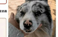 中国SNSで大人気になった犬が誘拐される → 飼い主が全力で捜索した結果、あまりにも酷すぎる事実が明らかに・・・
