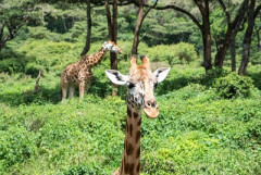 【動画】キリンのガキが可愛い、想像の2.5倍可愛いｗｗｗｗｗｗ